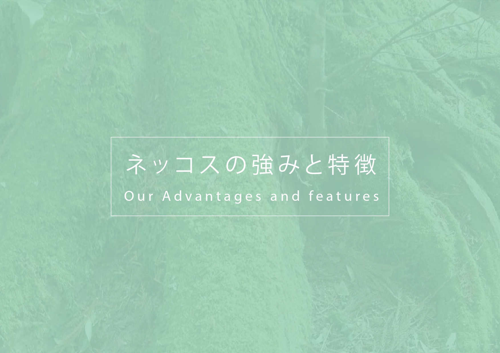 株式会社ネッコス - 会社概要 - {(19 + 1)}ページ目