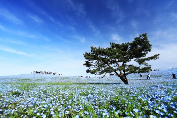 茨城県のおすすめリスティング広告会社